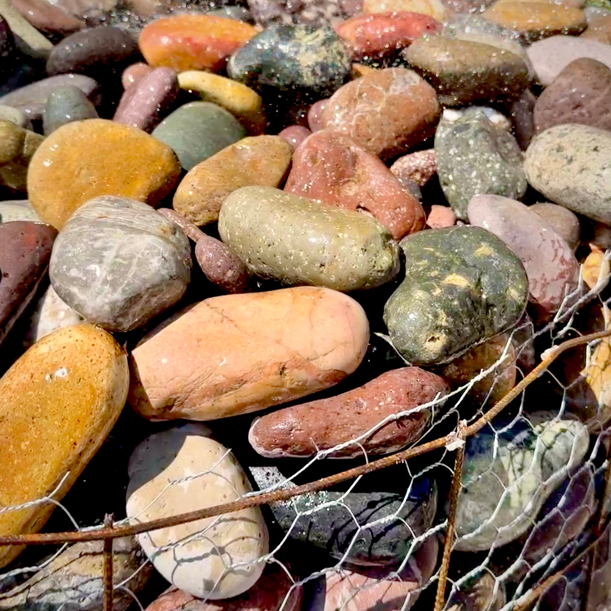 Exotic Mexican Beach Pebbles 2–4 inch on a 2,000 lb pallet