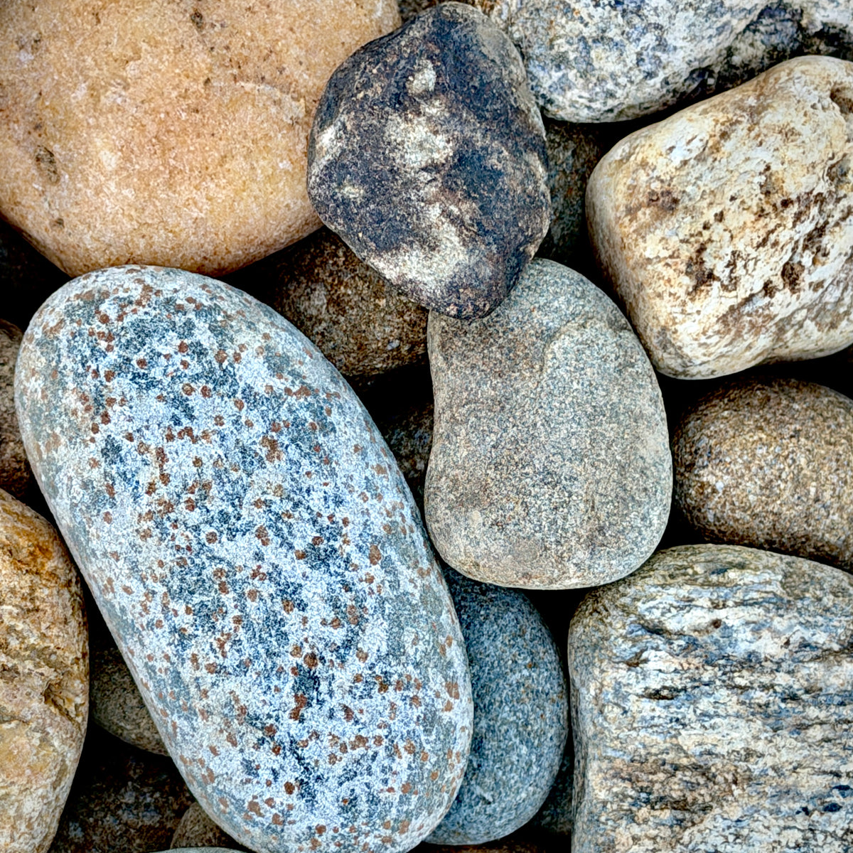 Close-up of Newport River Rounds 1–3 inch showing smooth rounded stones in natural gray, tan, brown, and cream tones.