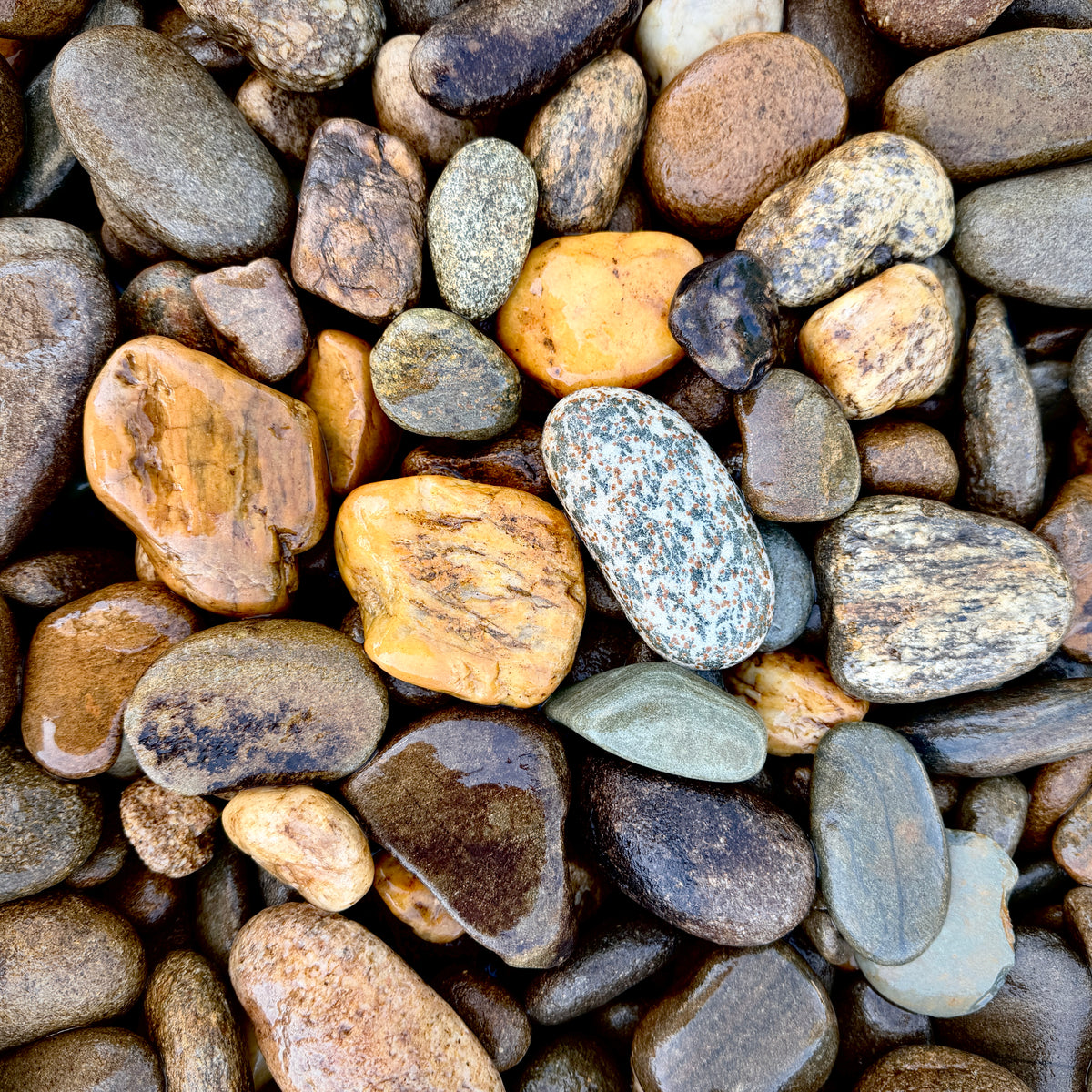 Newport River Rounds 1–3 inch arranged in a dry creek bed for decorative landscaping and water drainage.